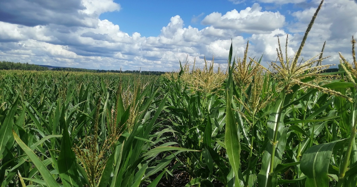 Молдавия кукуруза. Кукурузное поле. Кукуруза гсс 3071 f1. Кукурузная область. Кукуруза зерно поле.
