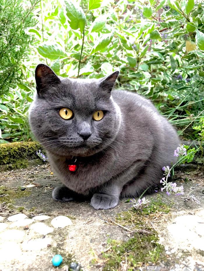 Cat in the garden - My, cat, Garden, Bees, Nature, Lavender, Longpost, British cat