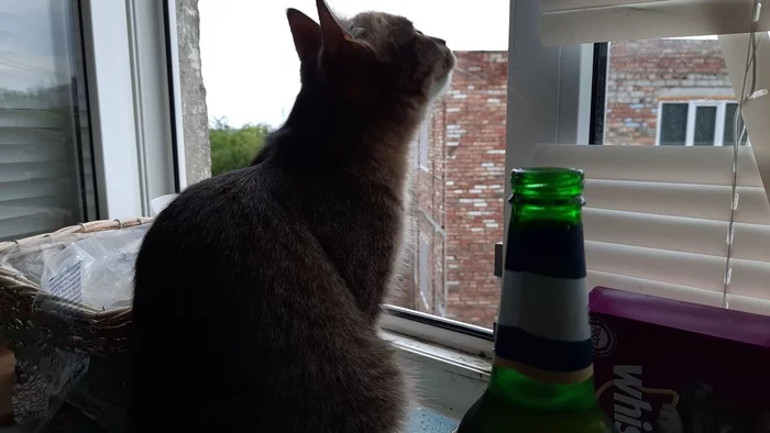 Drunk cat - grief in the family) - My, Beer, Window, Relaxation, cat
