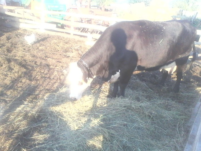 Самостоятельность