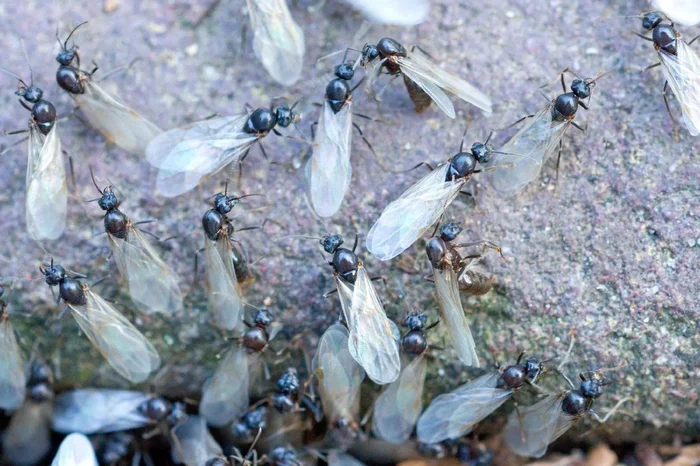 What are these strange winged ants that appear in late July and early August? - Ants, The colony, Wings, Animals, Yandex Zen, Longpost