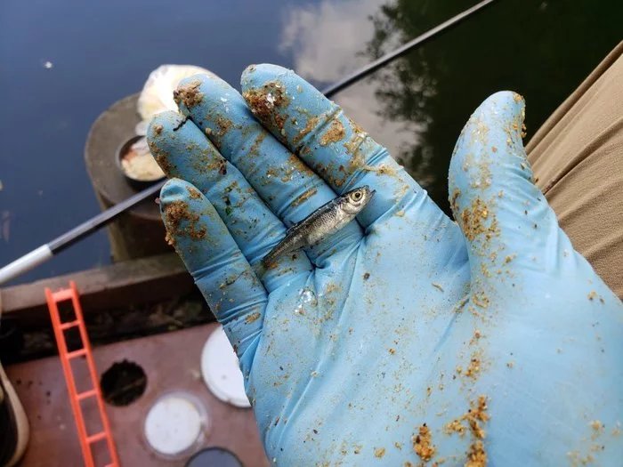 Pond monsters - My, Fishing, Bleak, Pond, Longpost