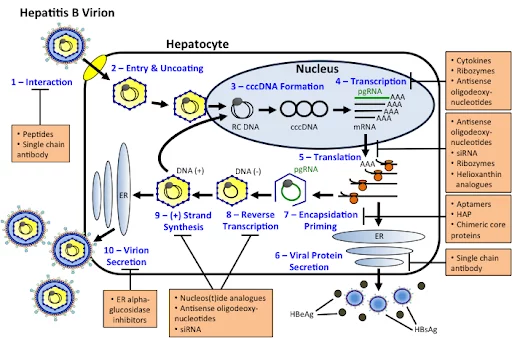 Reproduction of the hepatitis B virus - Virus, Replication