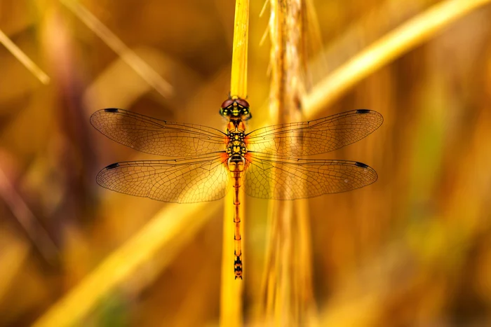 Dragonfly - My, Dragonfly, Wings, Macro photography, Longpost, The photo