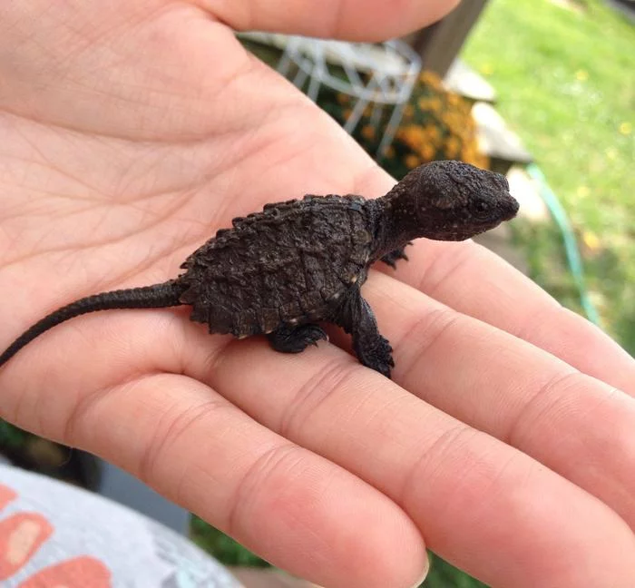 The little baby snapping turtle looks like a dinosaur! - Cayman turtle, Turtle, Young, Palm, Small, The size, Similarity, Dinosaurs