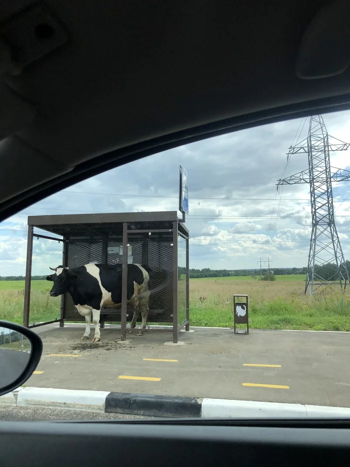 Can you give me a ride to the farm? - My, Stop, Cow, Animals, Car, Longpost