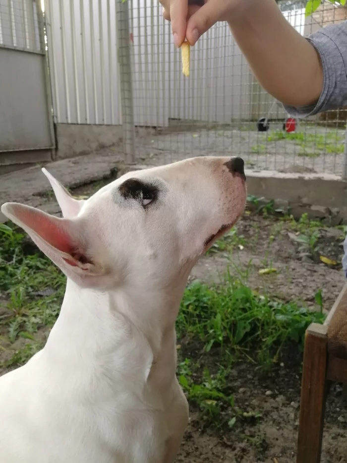 Attention - My, Bull terrier, Dog