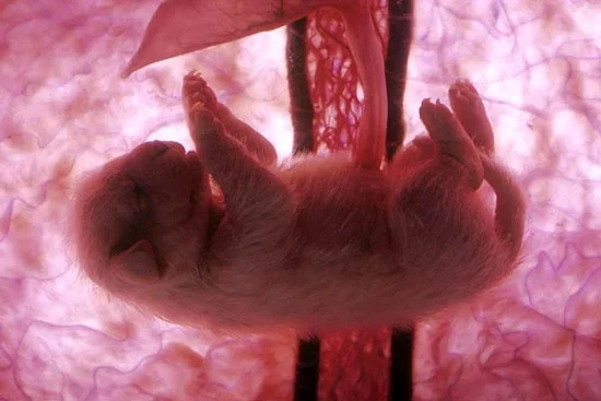 15 поразительных фото животных в материнской утробе Эмбрион, Животные, Наука и жизнь, Беременность, Исследования, Прогресс, Фотография, Длиннопост