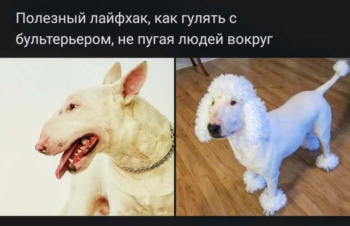 Lifehack - Picture with text, Humor, Dog, Bull terrier, Wig, Poodle