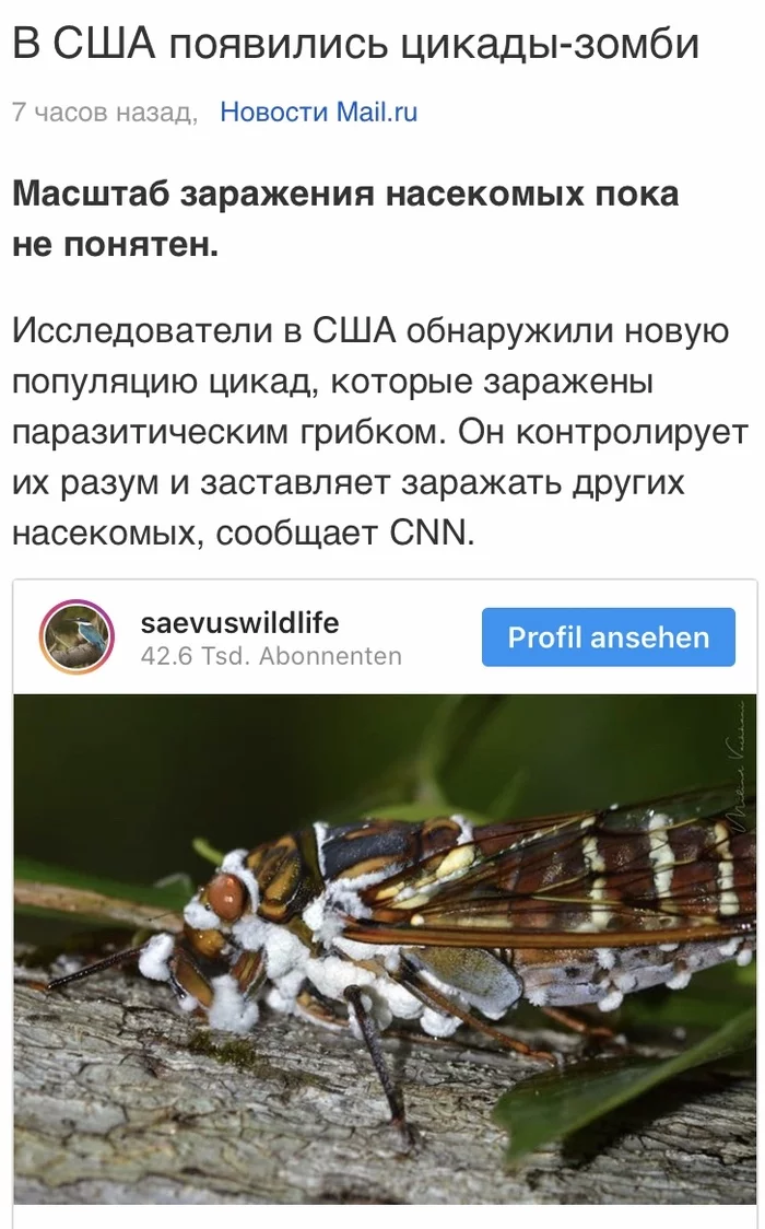 August 2020 - Cicada, Zombie, 2020, Screenshot, USA, Mail ru