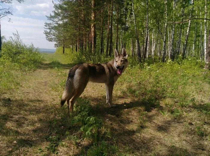 Безответственная собачница - Собаки и люди, Собака, Амстафф, Соседи, Проблемные соседи, Текст, Длиннопост