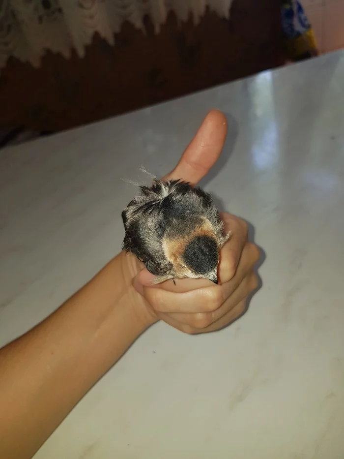 I found a chick. Help me understand what kind of bird it is, how to care for it, what to feed it. Thank you - What kind of bird?, Bird in the house, Longpost