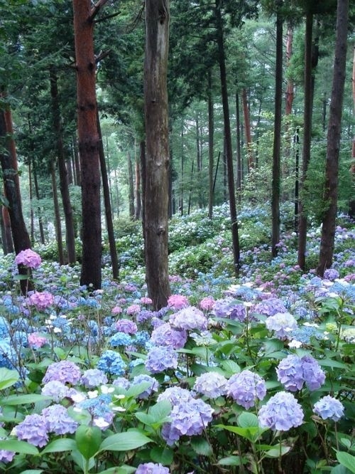 Hydrangea forest in Japan - Hydrangeas, Japan, Longpost