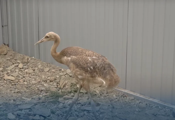 Red-crowned crane chick (video) - My, Nature, Ecology, Animals, Cranes, Video