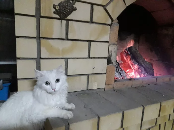 Warms paws - My, Milota, cat, Fireplace, Fire