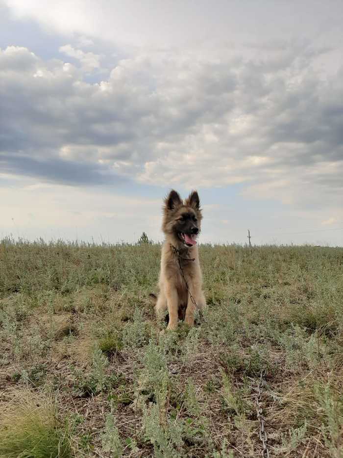 And one warrior in the field... - My, Dog, Puppies, One, Security guard