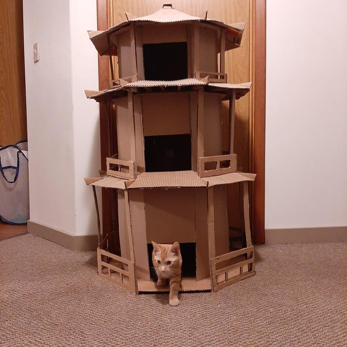 Every cat needs a decent living space! - cat, Lock, Cardboard, Box, Pagoda, cat house