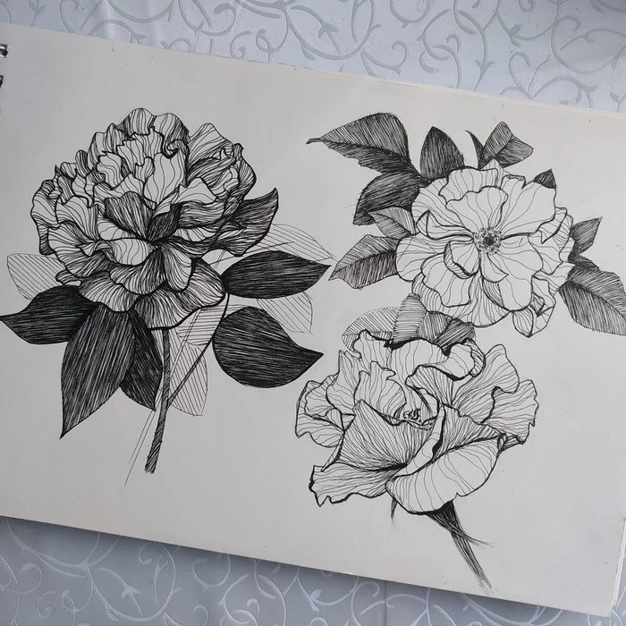 Flowers, sketches)) - My, Drawing, Creation, Sketch, Longpost, Flowers
