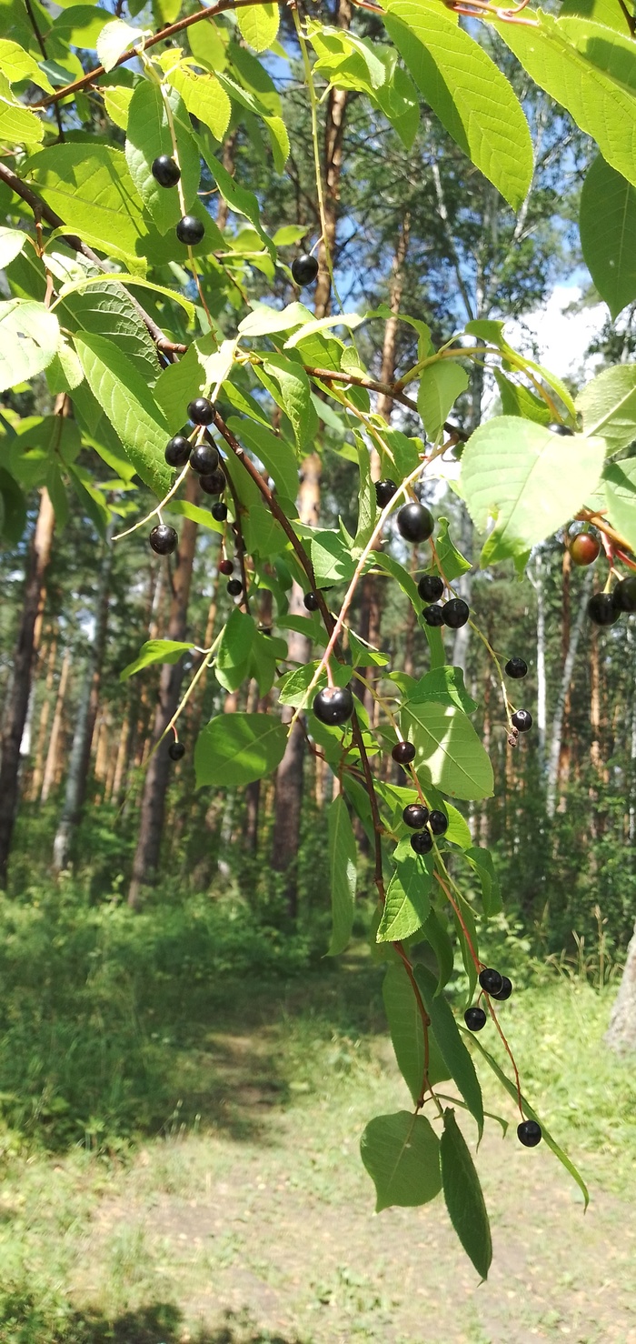 Вишня: истории из жизни, советы, новости, юмор и картинки — Все посты |  Пикабу