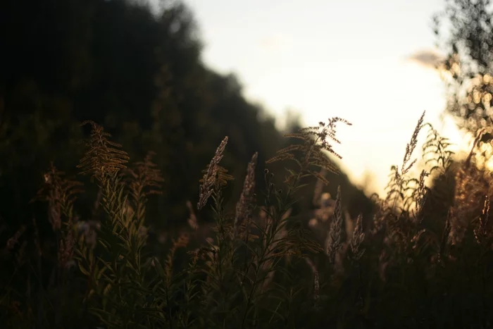 In Losinoostrovsky Park - My, The photo, Plants, Sunset, Flora