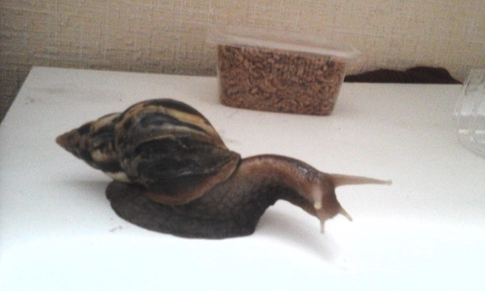 How I became a snail breeder. Or is snails a diagnosis? - My, Snail, Pets, Reticulata, Longpost