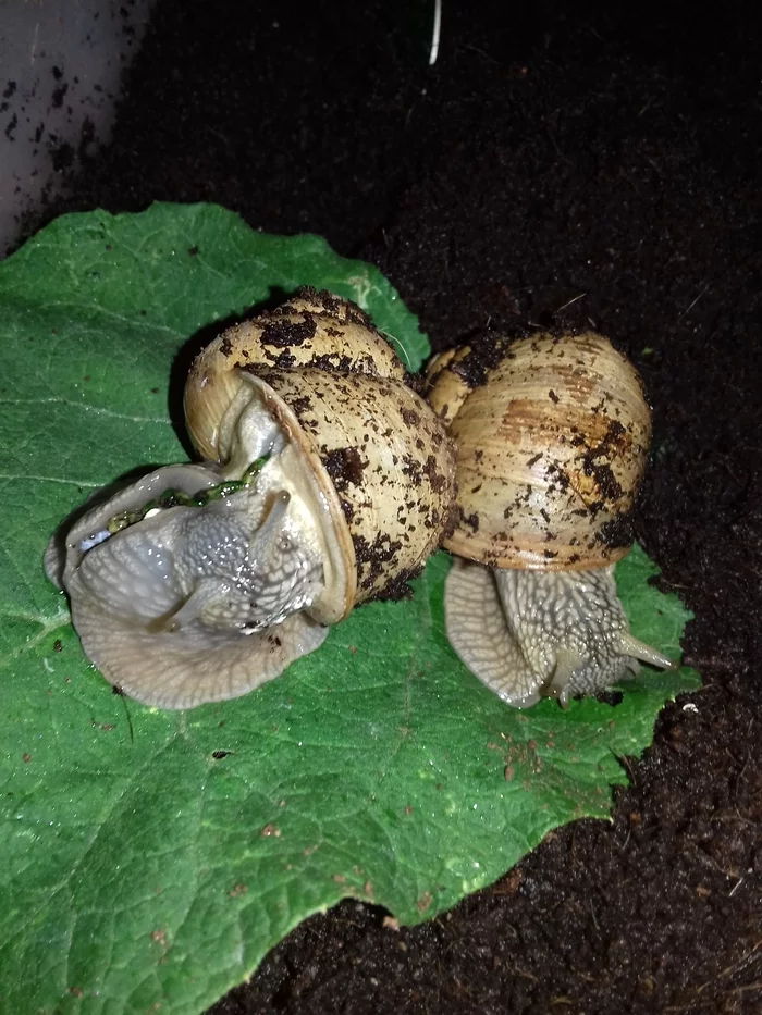 How I became a snail breeder. Or is snails a diagnosis? - My, Snail, Pets, Reticulata, Longpost