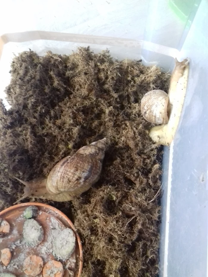 How I became a snail breeder. Or is snails a diagnosis? - My, Snail, Pets, Reticulata, Longpost