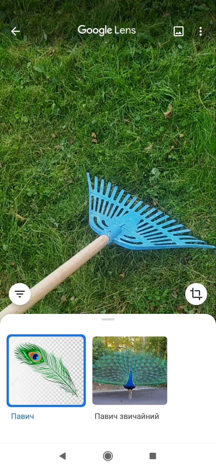 Ok, Google, what is this? Oh, exactly, a peacock, I didn’t understand right away... - My, Google, Peacock, Rake, Longpost