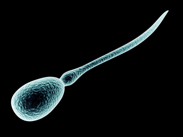 How do sperm swim? - Sperm, Motion, Tail, Head, Research, Science and life, Interesting, Informative