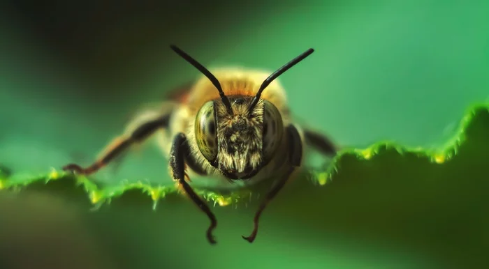 beehopper) - My, Macro, Macro photography, Bees