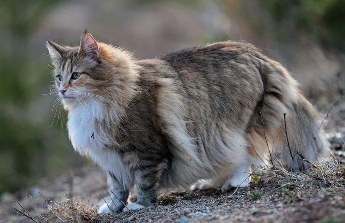 5 largest breeds of domestic cats - cat, Maine Coon, Siberian cat, Savannah, Norwegian Forest Cat, Longpost