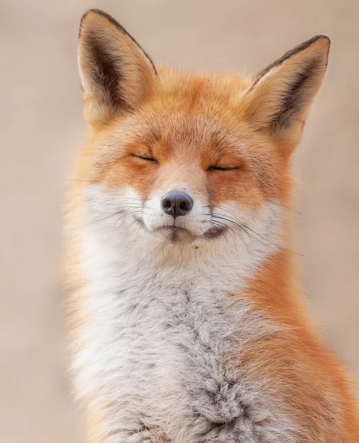 Fox learning zen... - Fox, Expression, Muzzle, Calmness, Appeasement, Zen, Zen comprehension, Animals