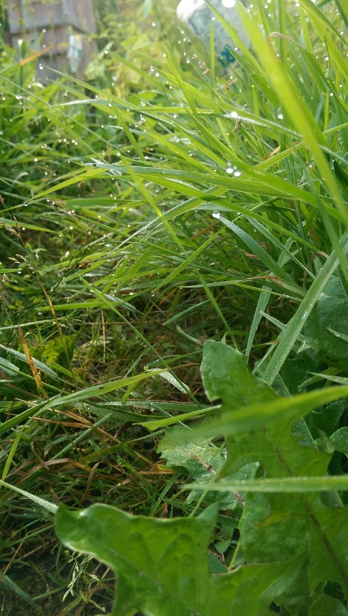 It's worth waking up at 5 am for this :) - My, Mobile photography, Grass, Macro photography, Dew