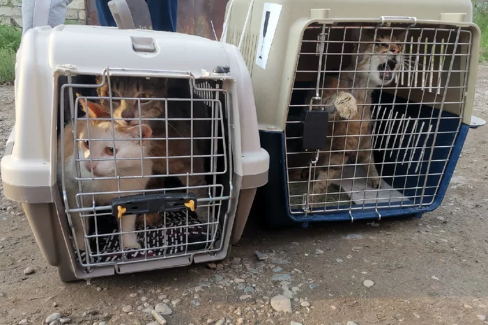 Volunteers rescued 15 cats and dogs locked in the garage of an animal collector - cat, Dog, Garage, Krasnoyarsk, Video, Longpost, Volunteering, Animal Rescue