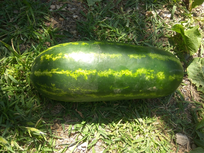 ����� �����������