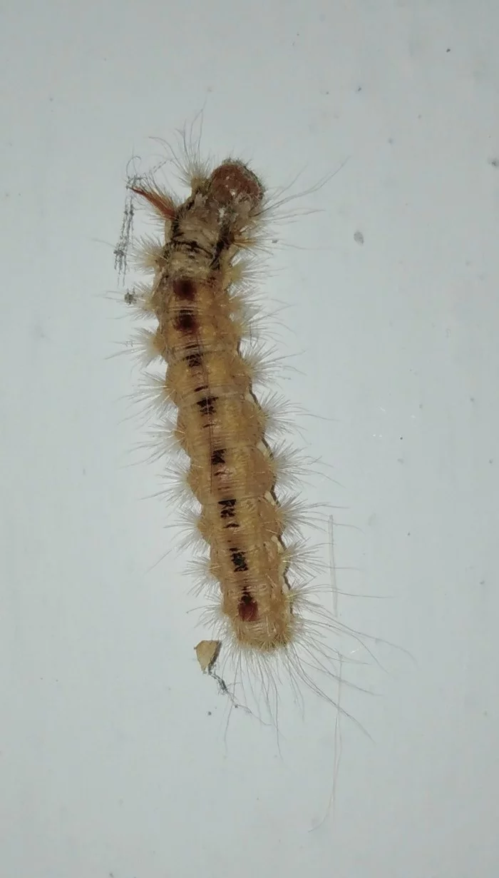 What kind of guest? - My, Caterpillar, Insects, Who is this?, Longpost