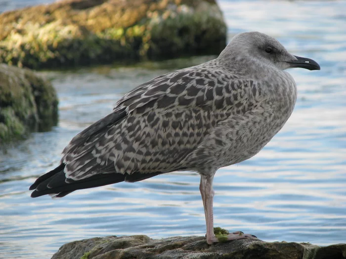 Odessa seagull, in full swing - My, The photo, Superzooms, Sea, Seagulls