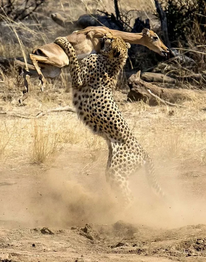 Impala and cheetah meet after a long separation - Cheetah, Impala, Antelope, Small cats, Hunting, The photo