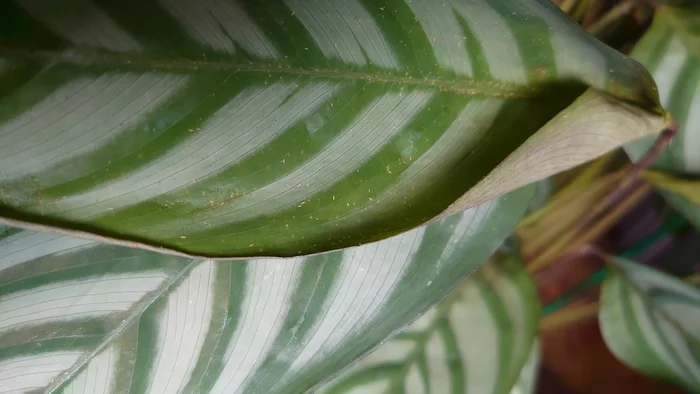 What kind of rubbish? - My, Houseplants, Pests