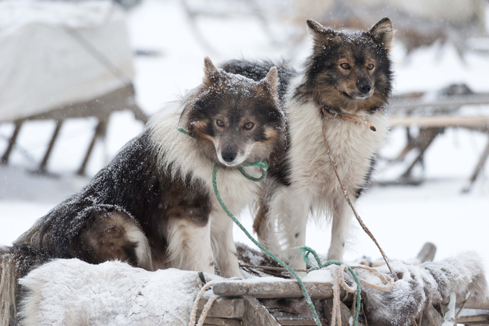   ! ,   , , , The National Geographic, 