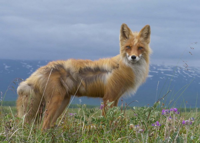 The Story of the Wind and Penelope - Fox, Reserves and sanctuaries, Movies, Nature, Interesting, Longpost, Family, Kamchatka, Fox cubs