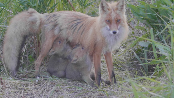 The Story of the Wind and Penelope - Fox, Reserves and sanctuaries, Movies, Nature, Interesting, Longpost, Family, Kamchatka, Fox cubs