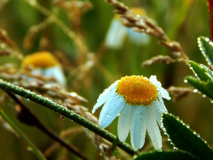 Chamomile - My, Chamomile, Village, Morning, Dew, Close-up