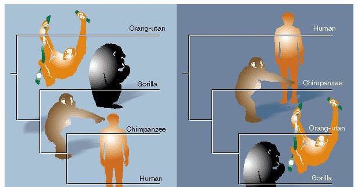 Жж эволюция пол. Эволюционное Древо человека. Эволюционное Древо приматов. Антропология родства. Эволюция пикабу.