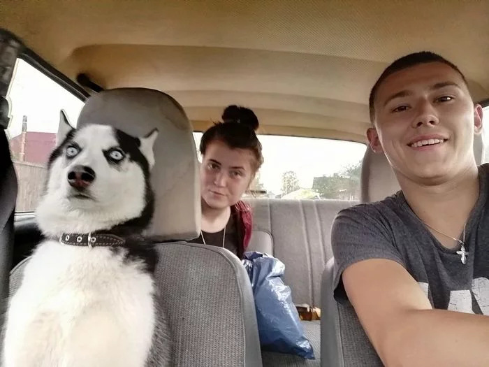 A little excited... - Husky, Auto, Expression, Eyes, Dog