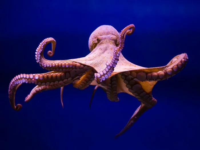 Amazing Octopus Facts - Octopus, Facts, Interesting, Longpost