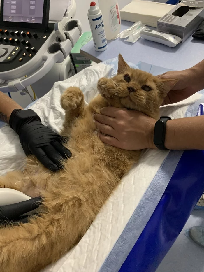 Reply to lidiacathelp in “We decided to help a gentle ginger cat with an abscess. And they sailed. The cat turned out to be diabetic - My, cat, Diabetes, Redheads, Pets, Kindness, Living with diabetes, Reply to post, Longpost