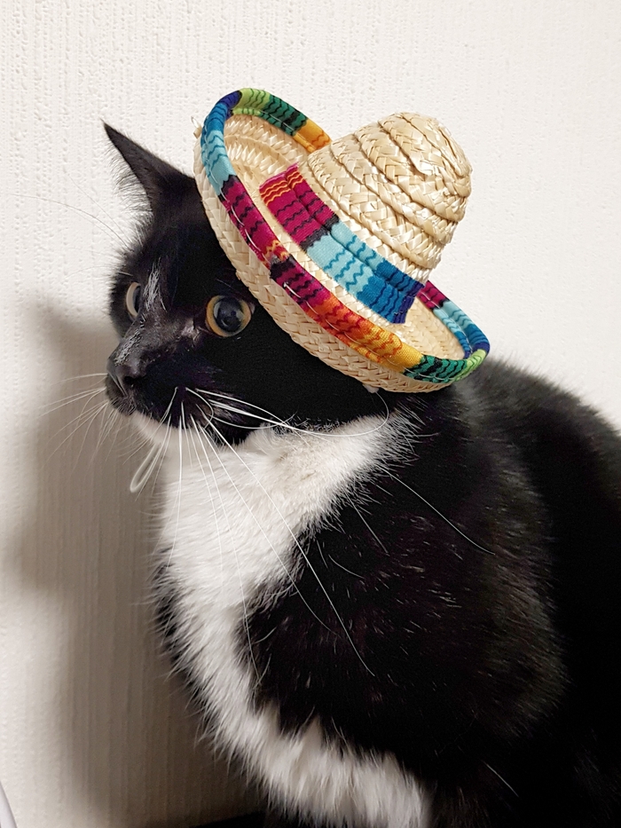 Mi amigo , 