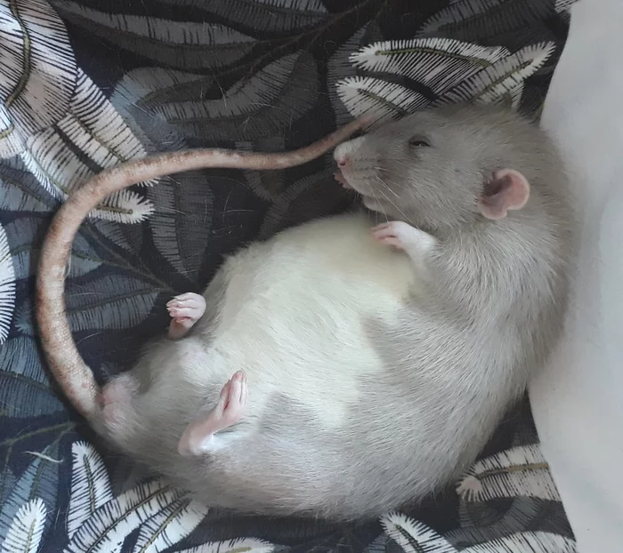 Cozy - My, Rat, Dream, Milota, Fullness, The photo