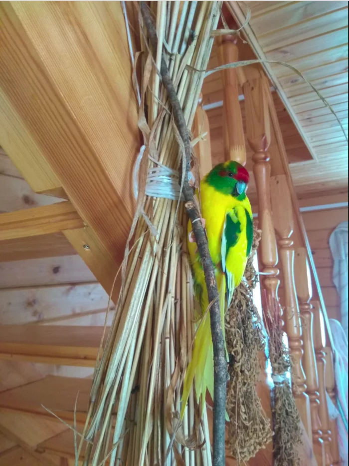 [Moscow] Female kakariki flew away (found) - My, A parrot, Moscow, Degunino, Lost, No rating, Help me find, Birds, Kakariki (Jumping Parrots)